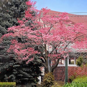 3 Gal. Pink Flowering Deciduous Dogwood Tree