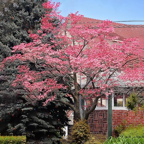 Unbranded 3 Gal. Pink Flowering Deciduous Dogwood Tree