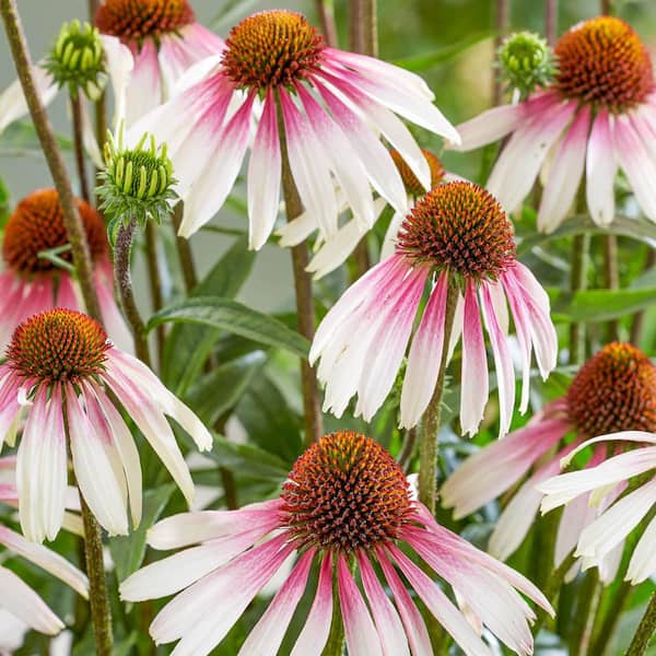 DIRECT GARDENING Pretty Parasols Mutli-Color Flowering Coneflower Echinacea Dormant Bare Root Perennial Starter Plant (1-Pack)