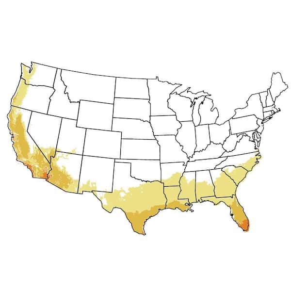 5 Gal. Sweetheart Southern Highbush Blueberry Tree