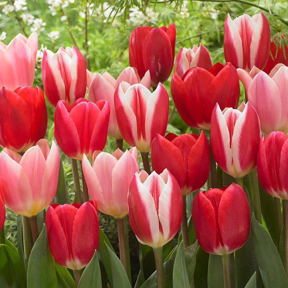 VAN ZYVERDEN Tulips Bulbs Candy Striper Blend (Set of 15) 21574 - The ...