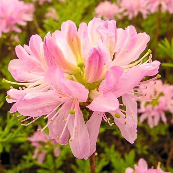Spring Hill Nurseries 2.50 Qt. Pot Western Lights Azalea (Rhododendron), Live Deciduous Plant, Pink Flowering Shrub (1-Pack)