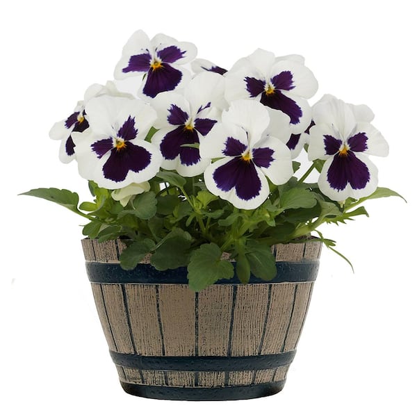 Unbranded 8 in. Pansy Annual Plant with White and Purple Blooms in Whiskey Barrel