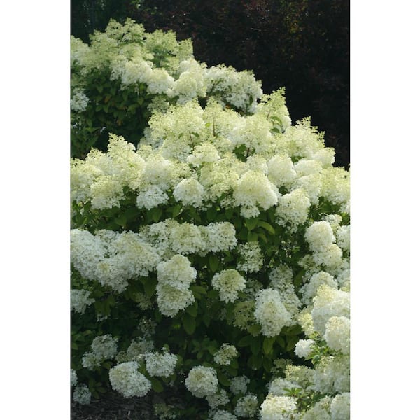 2 Gal. Limelight Hydrangea Shrub with White Flowers in Grower Pot