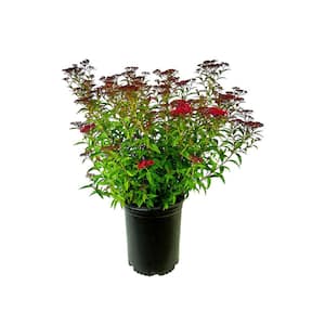 2.25 Gal. Dart's Red Spiraea Live Shrub with Red-Purple Blooms