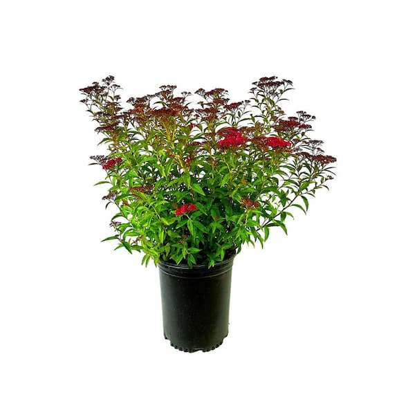 2.25 Gal. Dart's Red Spiraea Live Shrub with Red-Purple Blooms O851603 ...