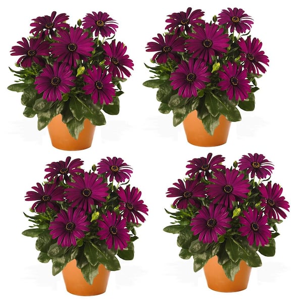 Unbranded Vigoro Annual Osteospermum Purple 1.0 QT (4-Pack)