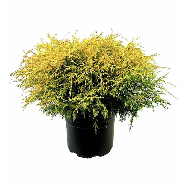 Unbranded 2.25 Gal. Lemon Thread Cypress Live Shrub with Yellow, Green Foliage