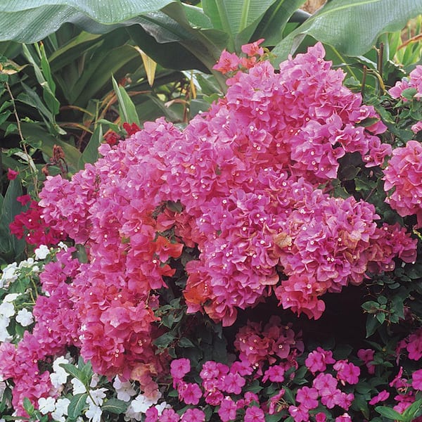 Unbranded 5 Gal. Pink Bougainvillea Live Shrub Plant with Stake
