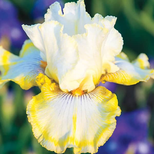 Breck's Double Ringer Bearded Iris White and Yellow Flowers Live Bareroot Plant