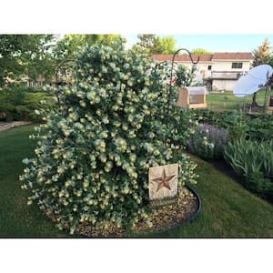 4.5 in. Quartz Kintzley's Ghost Honeysuckle (Lonicera Reticulata) Live Flowering Shrub with Yellow and White Flowers