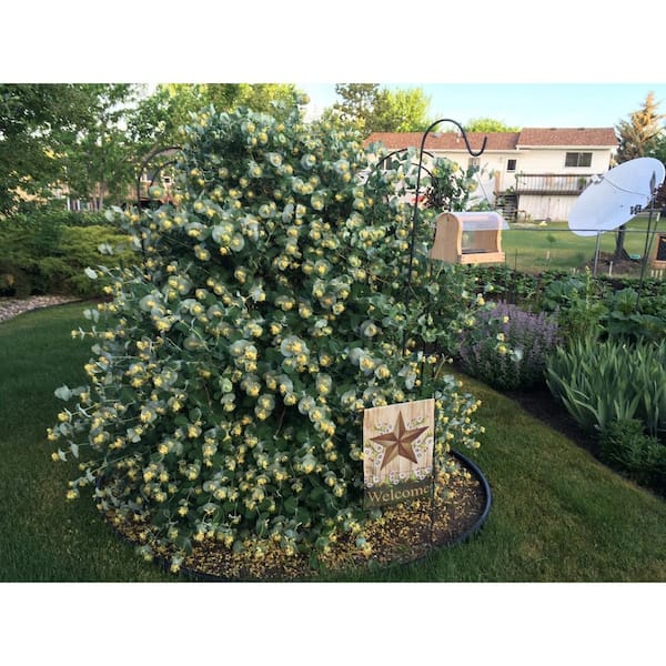 4.5 in. Quartz Kintzley's Ghost Honeysuckle (Lonicera Reticulata) Live Flowering Shrub with Yellow and White Flowers