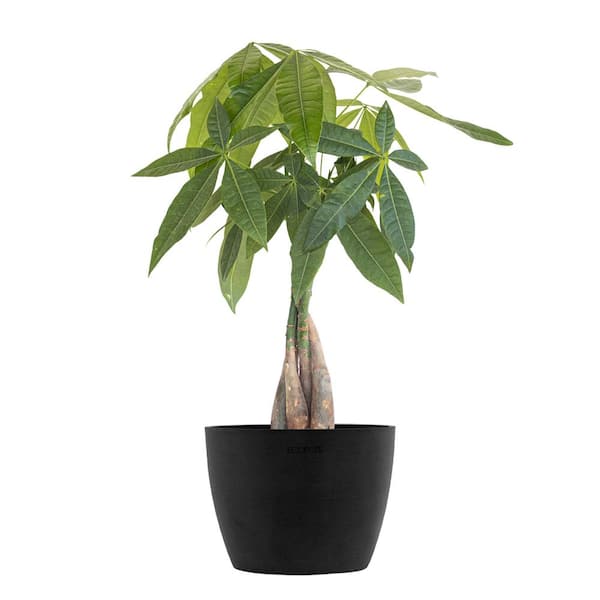 United Nursery Money Tree Live Pachira Aquatica in 6 inch Premium Sustainable Ecopots Dark Grey Pot with Removeable Drainage Plug
