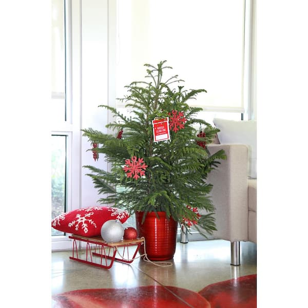 Costa Farms Fresh Norfolk Island Pine 32 In To 36 In Tall In 10 In Red Decor Pot 10norfolkpine