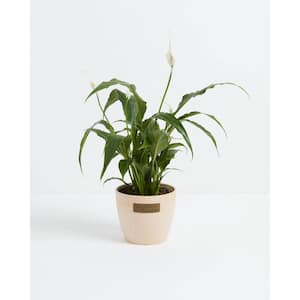 4 in. Peace Lily (Spathiphyllum) Plant in Macadamia Pot