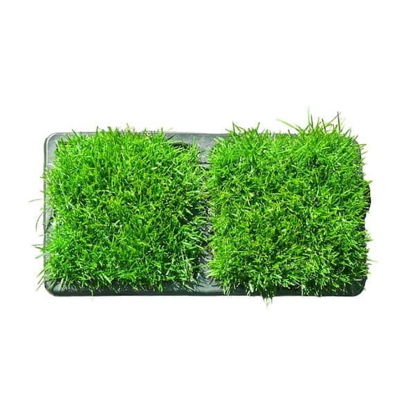 Bluegrass Grass Plugs (8-Count) Natural, Affordable Lawn Improvement