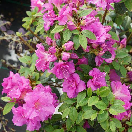 PROVEN WINNERS - 4.5 in. Qt. Perfecto Mundo Double Purple Reblooming Azalea (Rhododendron) Live Shrub, Purple Flowers