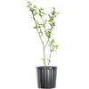 Perfect Plants PrimeArk Freedom Blackberry Bush in 1 Gal. Growers Pot, Large Delicious Fruit THD00506