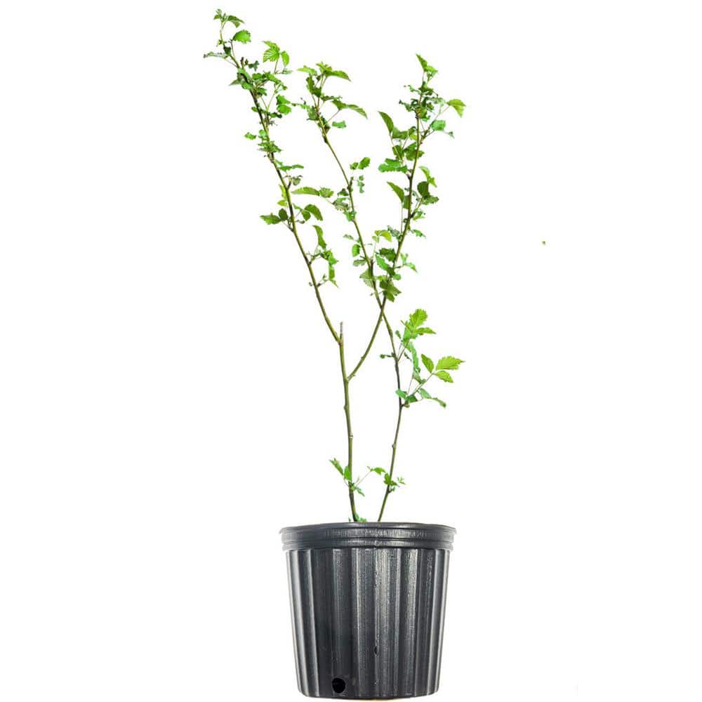 PrimeArk Freedom Blackberry Bush in 1 Gal. Growers Pot, Large Delicious Fruit price history on PriceWatchPro