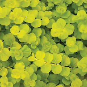 4 in. Creeping Jenny Live Perennial Groundcover Plant (6-Pack)