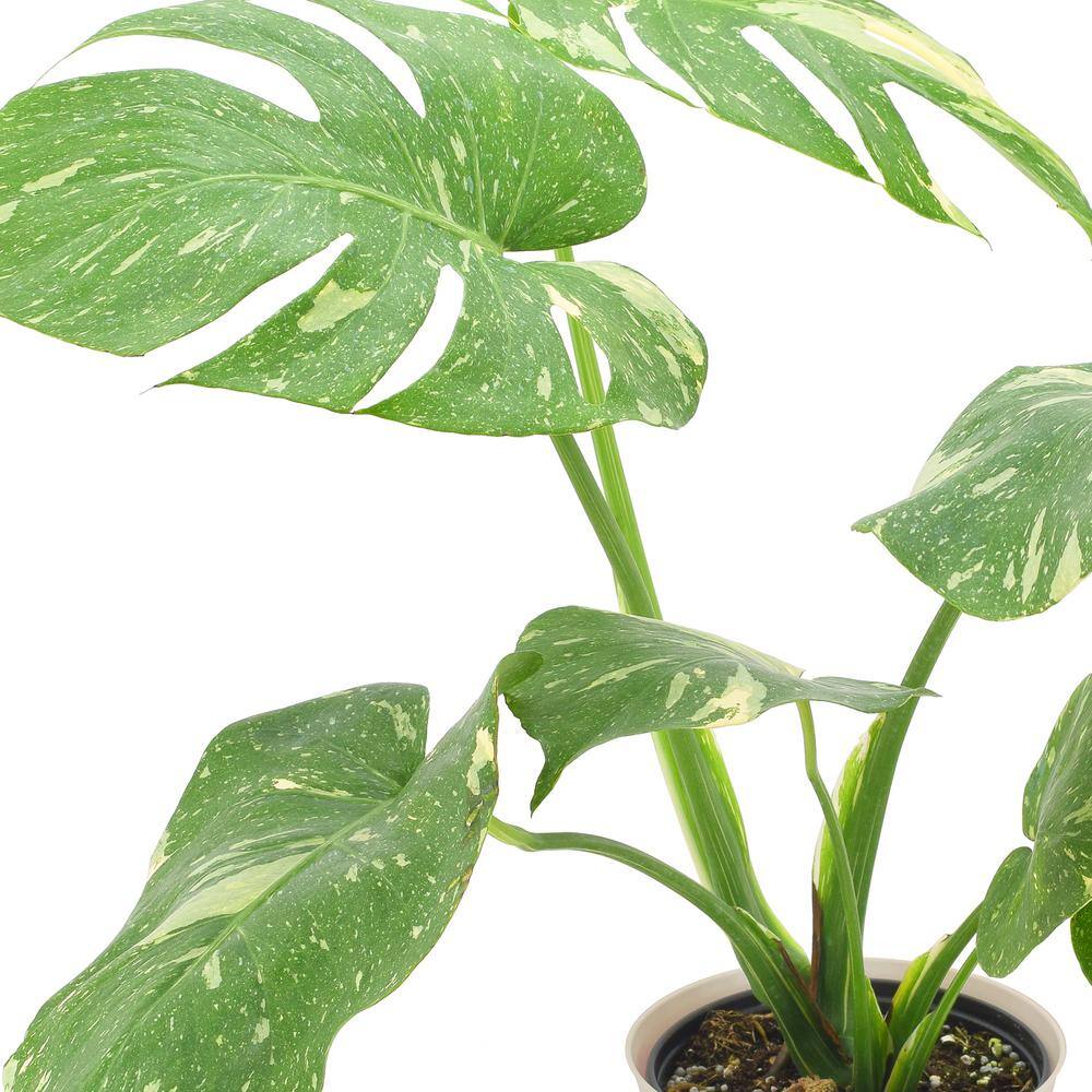 6-inch Monstera Thai Constellation in Beige Plastic Planter