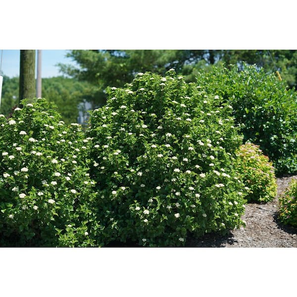 PROVEN WINNERS 4.5 in. Qt. Glitters and Glows Arrowwood (Viburnum) Live Plant, Shrub, White Flowers