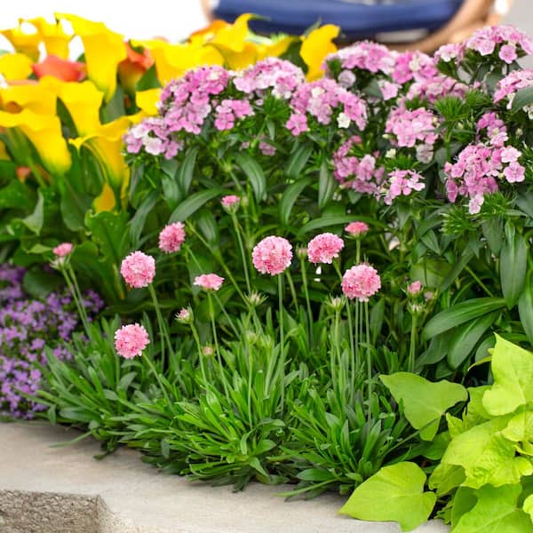 Vigoro 1.5 PT Armeria Thrift 'Dreameria Daydream'' White Perennial