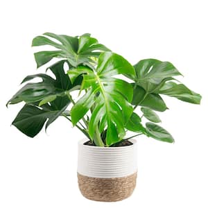 garmundo liguster Gemeiner Liguster (Ligustrum vulgare) | 100-125 cm Wurzelware