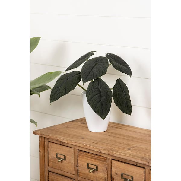 Elephant Ear Alocasia Dragonite Indoor Plant in 5 in. White Ceramic Planter Container