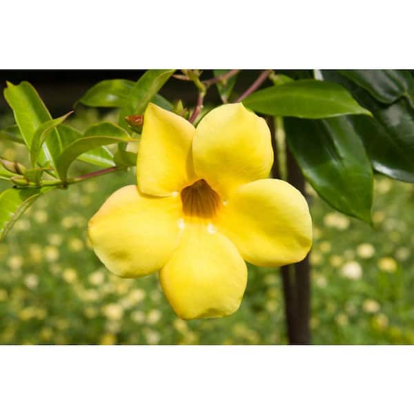 Yellow Flowering Mandevilla Vine Tropical Starter Plant (1-Pack)