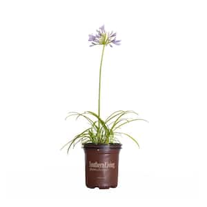 2.5 Qt. Neverland Agapanthus, Live Perennial/Annual Plant with Variegated Foliage and Sky Blue Flowers