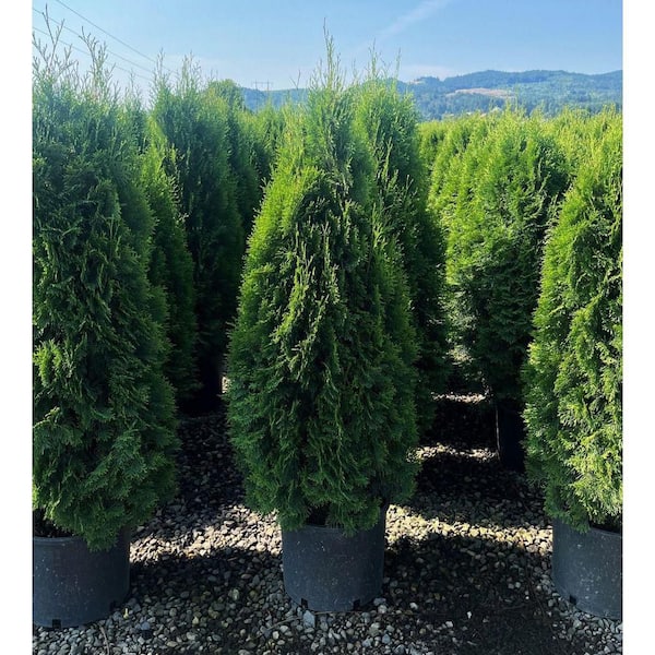 user_5b3f8950Rob Galbraith他1枚 3.58 Gal. Emerald Green Arborvitae Thuja Live Evergreen Shrub