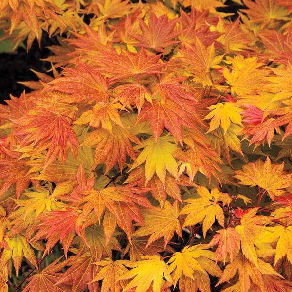 Spring Hill Nurseries 3 in. Pot Yellow-Green Foliage Autumn Moon Japanese Maple (Acer) Tree Live Potted Tree (1-Pack)