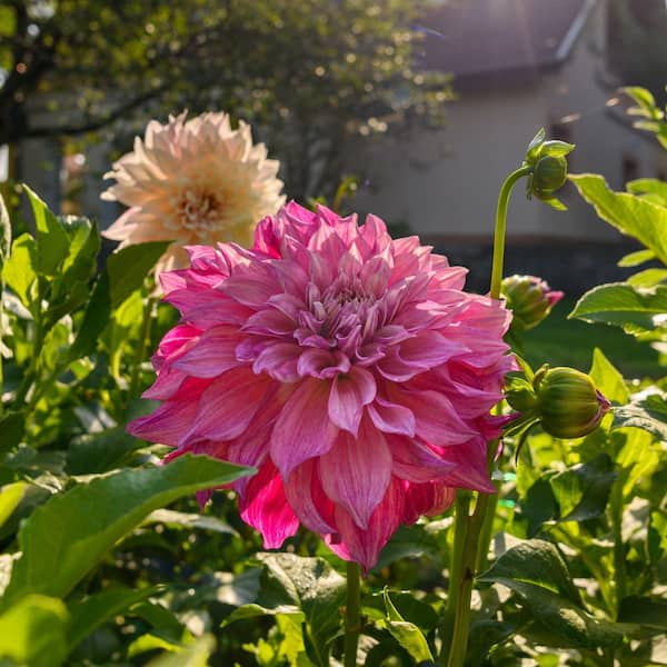 multicolor rose seeds Multicolor Rose Plant Seeds for Garden  Heirloom, Non-GMO Seeds for  Planting and Growing