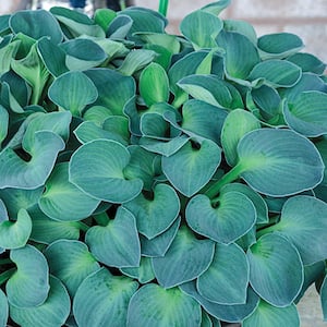 2.50 Qt. Pot, Blue Mouse Ears Hosta Potted Perennial Plant (1-Pack)