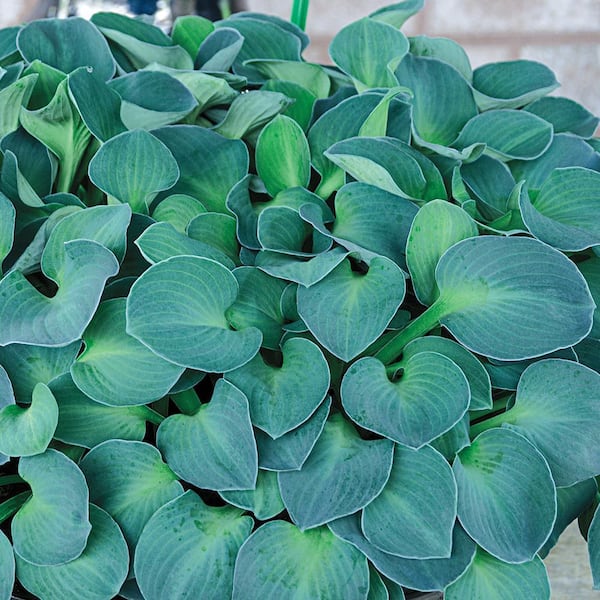 Spring Hill Nurseries Blue Mouse Ears Hosta Dormant Bare Root Perennial Starter Plant Root (1-Pack)