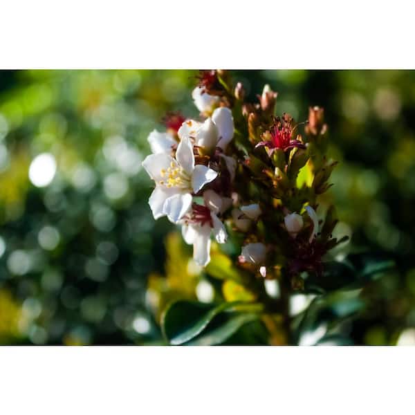 Alder & Oak #5 Container Indian Hawthorn Shrub RAMI05 - The Home Depot