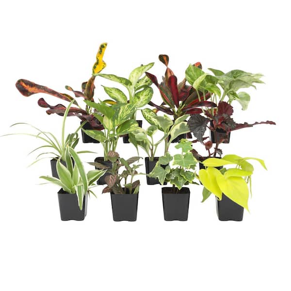Easy Live House Plants (12 Pack), Clean Air Plant Pack, 2 in. Grower Pots, Popular Indoor Plants, Approx. 4 - 8 in. Tall