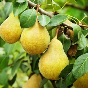 Bartlett Pear Fruit Tree