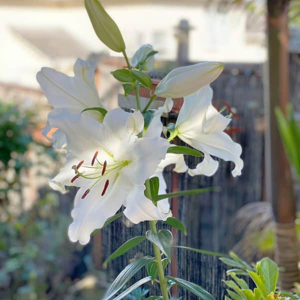 national PLANT NETWORK Lily Casa Blanca Bulbs (5-Pack) HD3432