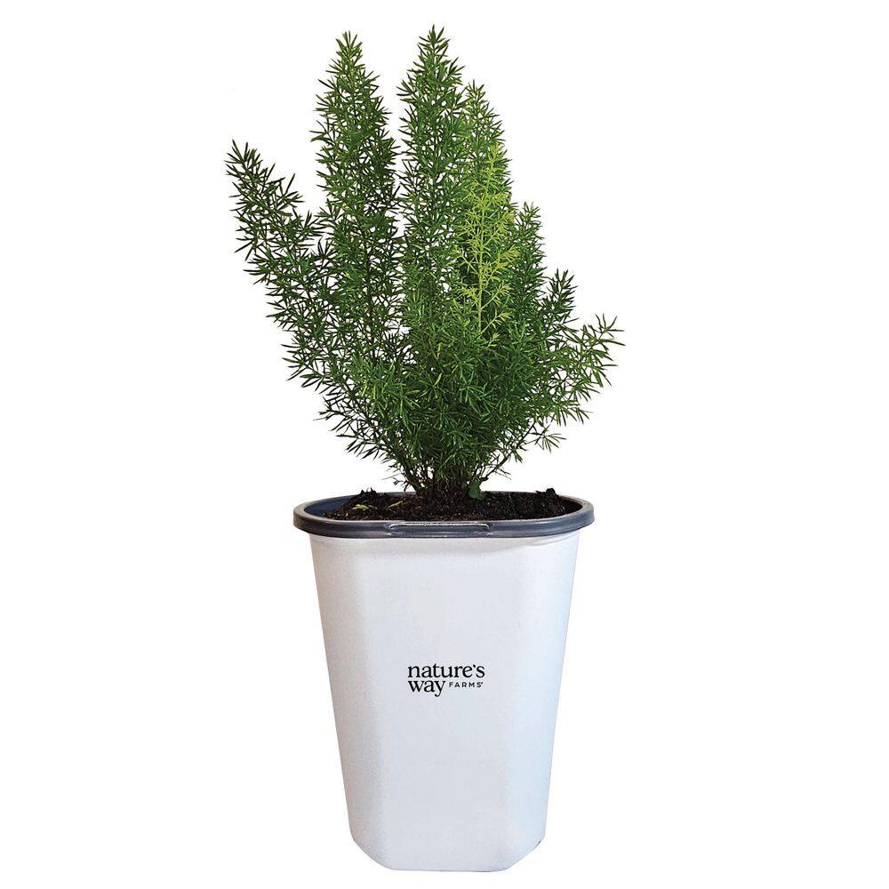 1.5 Pt. Foxtail Fern Asparagus Meyerii Evergreen Plant (1-Pack) price history on PriceWatchPro
