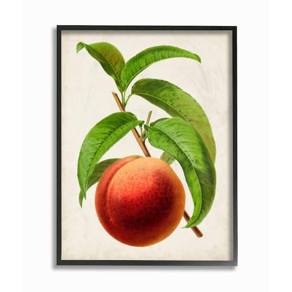 Stupell Industries 16 In X 20 In Vintage Fruit Peach Painting By Vision Studio Framed Wall Art Ccp 389 Fr 16x20 The Home Depot
