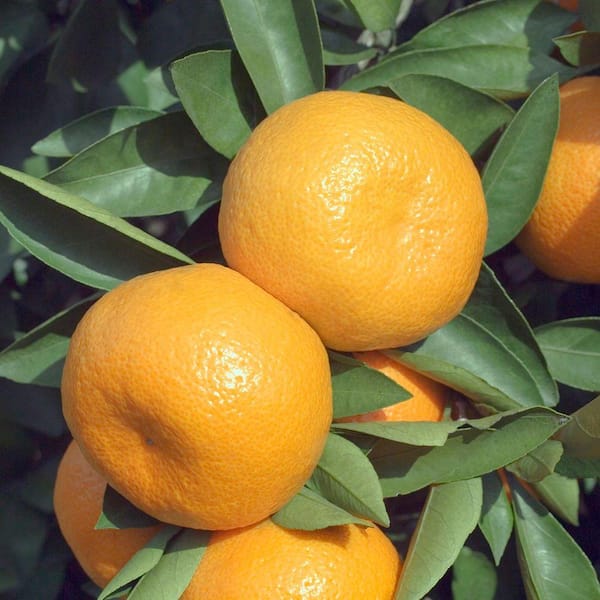 Bloomsz 32 in. Tall 1 Year Old Citrus Dancy Tagerine