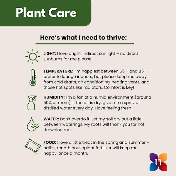 United Nursery 4 in. String of Bananas Succulent Plant in Grower Pot 4SOBGP  - The Home Depot