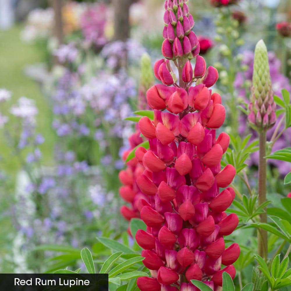 Have a question about Spring Hill Nurseries 2.50 Qt. Pot, Westcountry