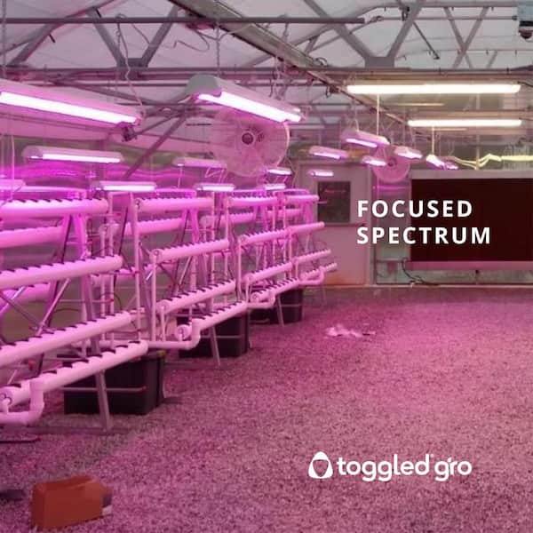 GF GROW LEDライト 4灯 本体　2台 GF GROW LEDライト 4灯 本体2台