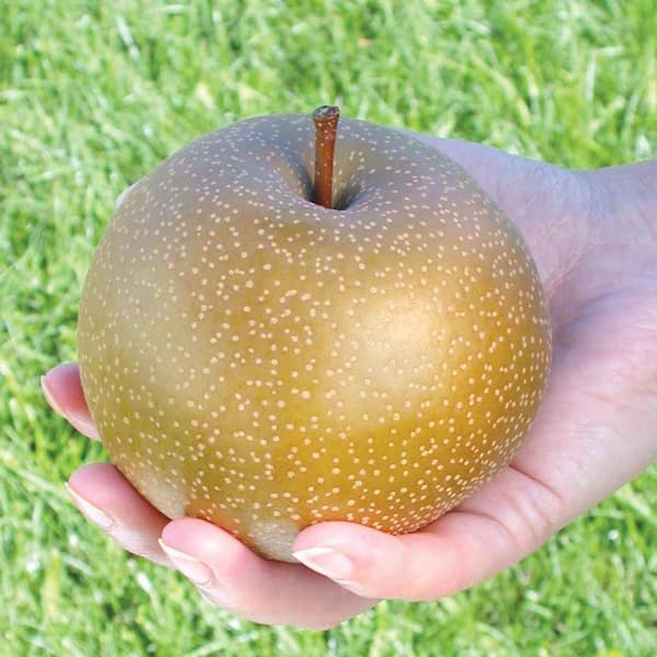 Olympic Giant Standard Pear Pyrus Dormant Bare Root Standard Fruiting Starter Tree Deluxe Kit (1-Pack)