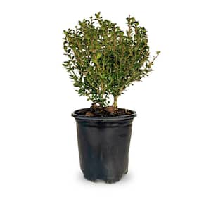 2.5 qt. Steeds Holly with Fine Textured Evergreen Foliage