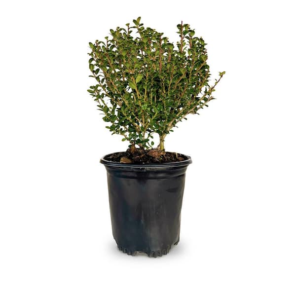 FLOWERWOOD 2.5 qt. Steeds Holly with Fine Textured Evergreen Foliage