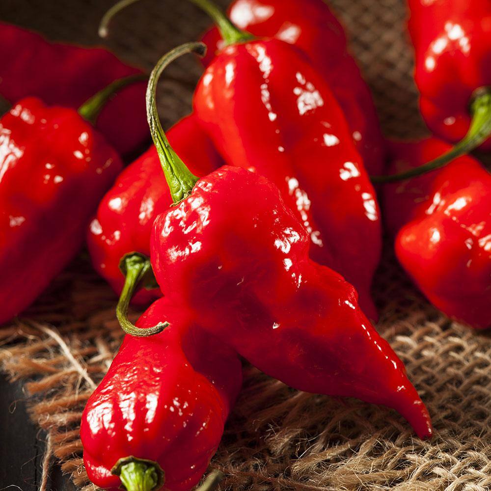 Chilli BBG Ghosty Red Chilli Pepper The Hottest & Largest in the BBG Family 